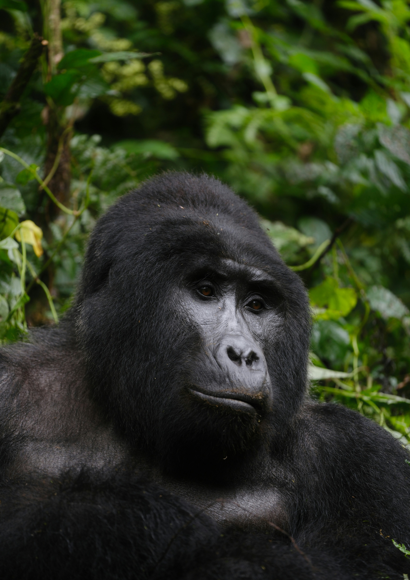 Uganda y Tanzania